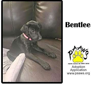 Photo of Bentlee