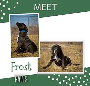 Photo of Frost