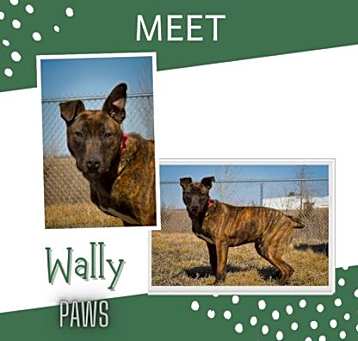 Photo of Wally