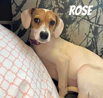 Photo of Rose