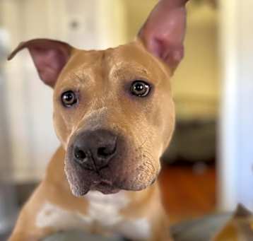 Photo of Honey