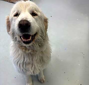 Photo of Maizy