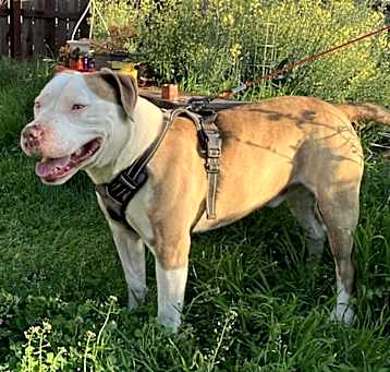 Photo of Chevy