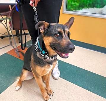 Photo of Scooby