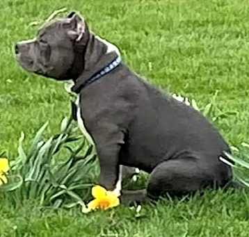 Photo of Pharaoh