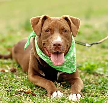 Photo of Checkers