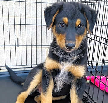 Photo of Black pup 1