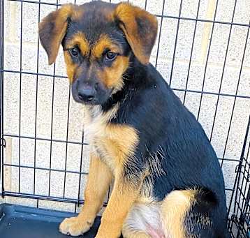 Photo of Black pup #2