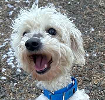 Photo of Orville