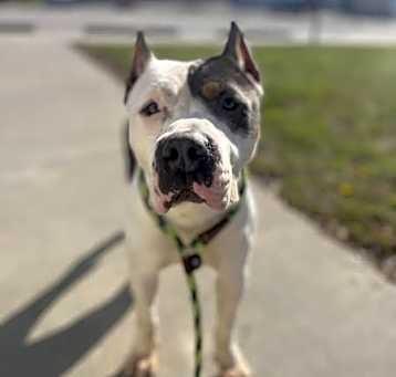 Photo of Olive