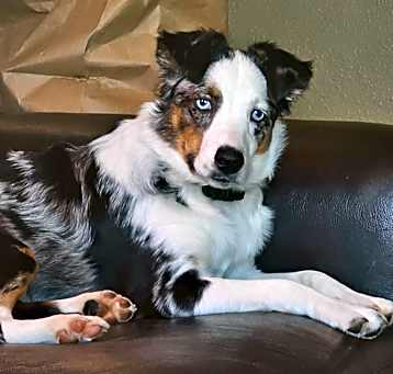 Photo of Willow