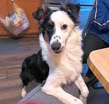 Photo of Cody   LOSING HOME 4/4 HELP!