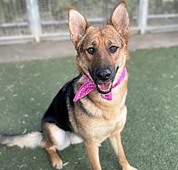 Photo of Sheba / Foster Needed