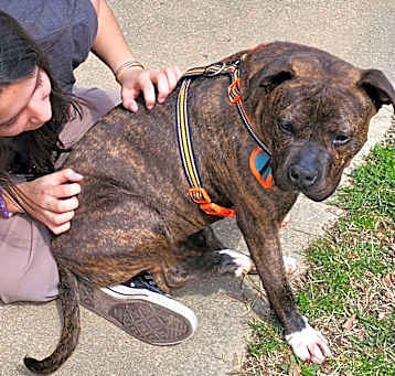 Photo of Bruiser
