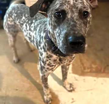 Photo of Pepper