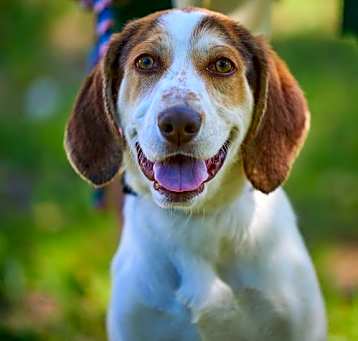 Photo of English SPANIEL MIX PUP