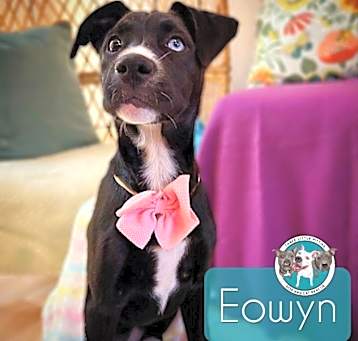 Photo of Eowyn Waggins Elfenpaws
