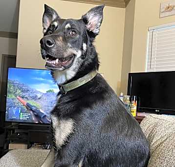 Photo of Dexter