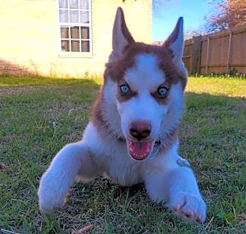 Photo of Togo