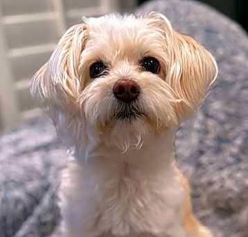 Photo of Riley
