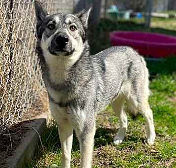 Photo of Silver (AKA Lyra)