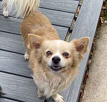 Photo of Mouse