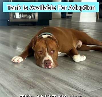 Photo of Tank