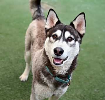 Photo of Klondike