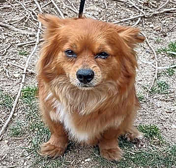 Photo of Spanky
