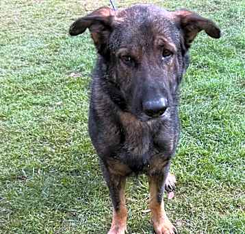 Photo of Hondo
