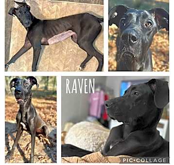 Photo of Raven