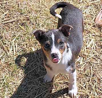 Photo of Tilly. ADOPT PENDING
