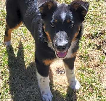 Photo of Ivy. ADOPTED