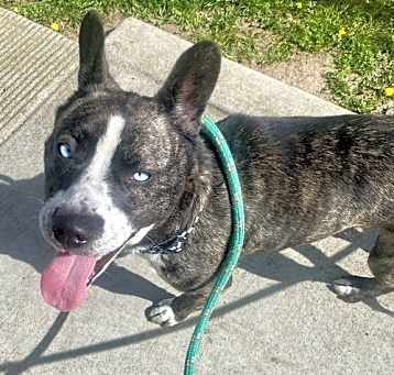 Photo of Clover