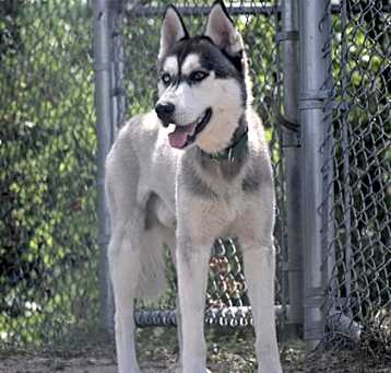 Photo of Stray *Kilo* Delight St Avail