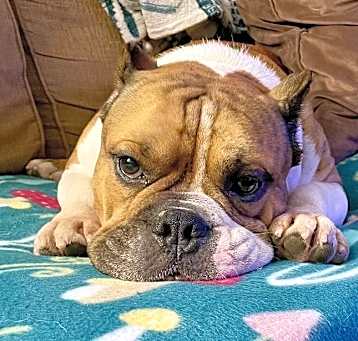 Photo of Boudreaux