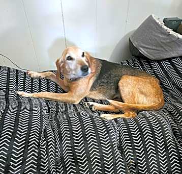 Photo of Shirley Hound