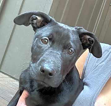 Photo of Samson