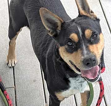 Photo of Suki