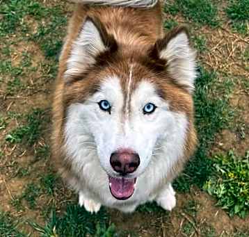 Photo of Floki