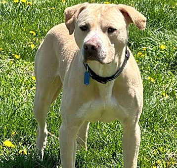 Photo of Hop