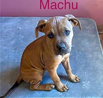 Photo of Machu