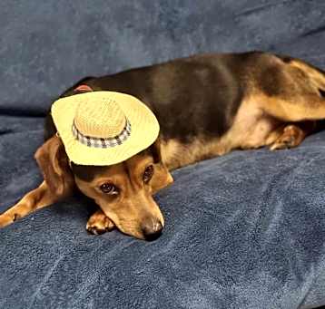 Photo of Teddy