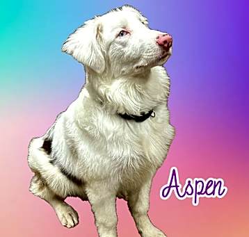 Photo of Aspen