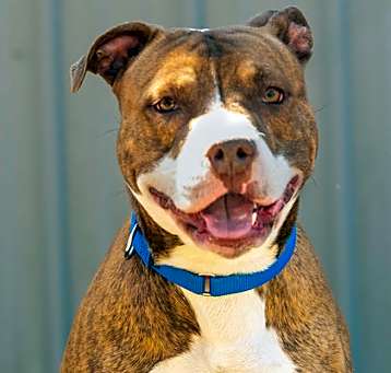 Photo of Obie