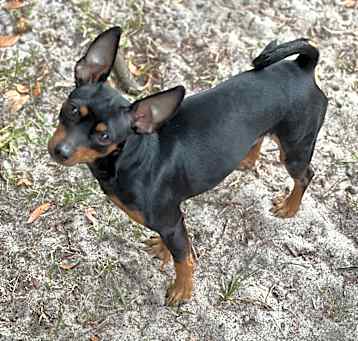 Photo of Nickle