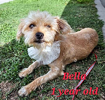 Photo of Bella