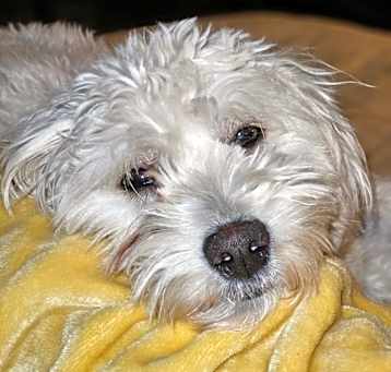 Photo of Dude