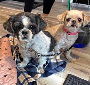 Photo of Leo and Chloe - Bonded Senior Pair