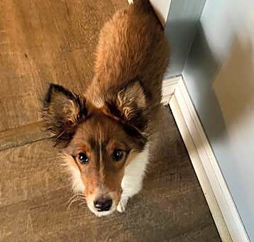 Photo of Jasper